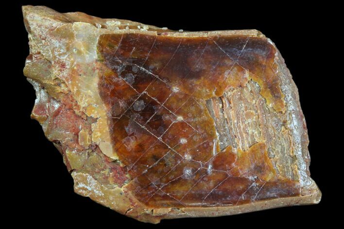 Cretaceous Gar Fish Scale - Kem Kem Beds #81243